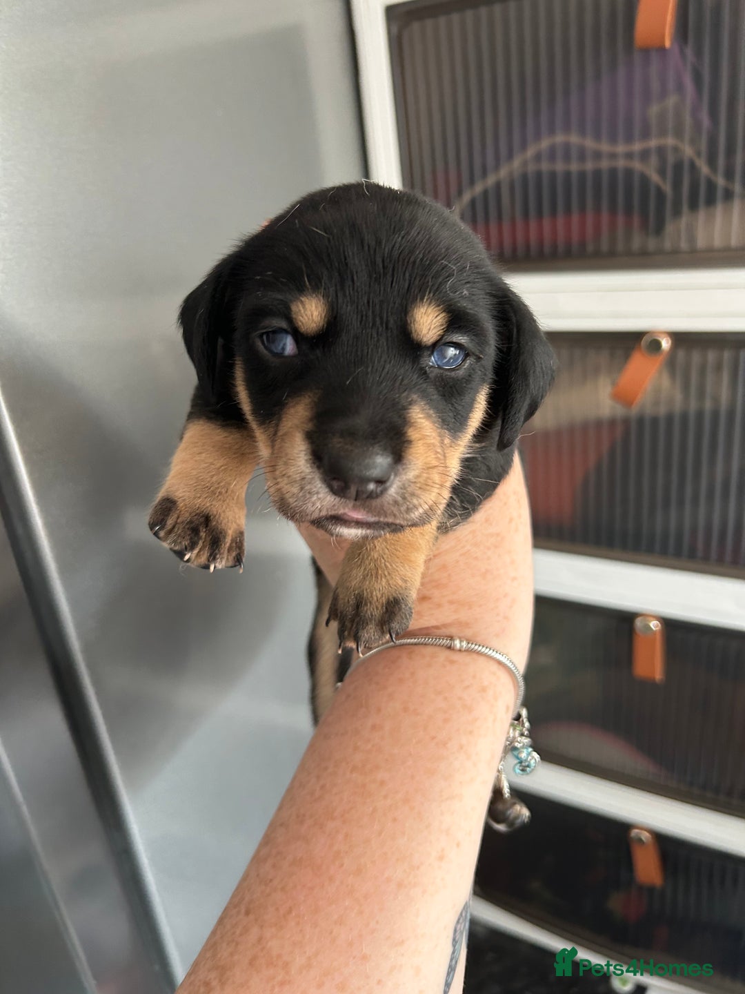 Mixed Breed dogs for sale: Husky cross dashound rare breed  - Image 15