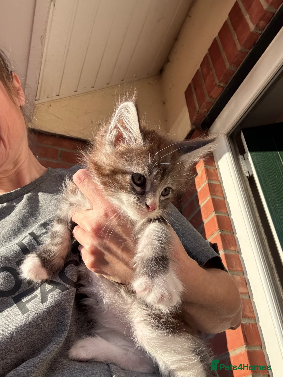Maine Coon cats for sale: Stunning maine coon boys ready now  - Advert 16