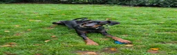 Dobermann dogs for sale: Bear  - Advert 3