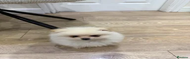 Pomeranian 1