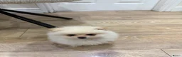 Pomeranian dogs for sale: Pomerian  in Leeds - Advert 1