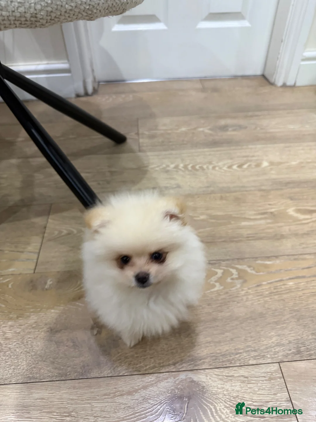 Pomeranian dogs for sale: Pomerian  in Leeds - Advert 1