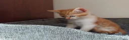 Mixed Breed cats for sale: Wonderful Kittens🥰🥰🥰 - Advert 10