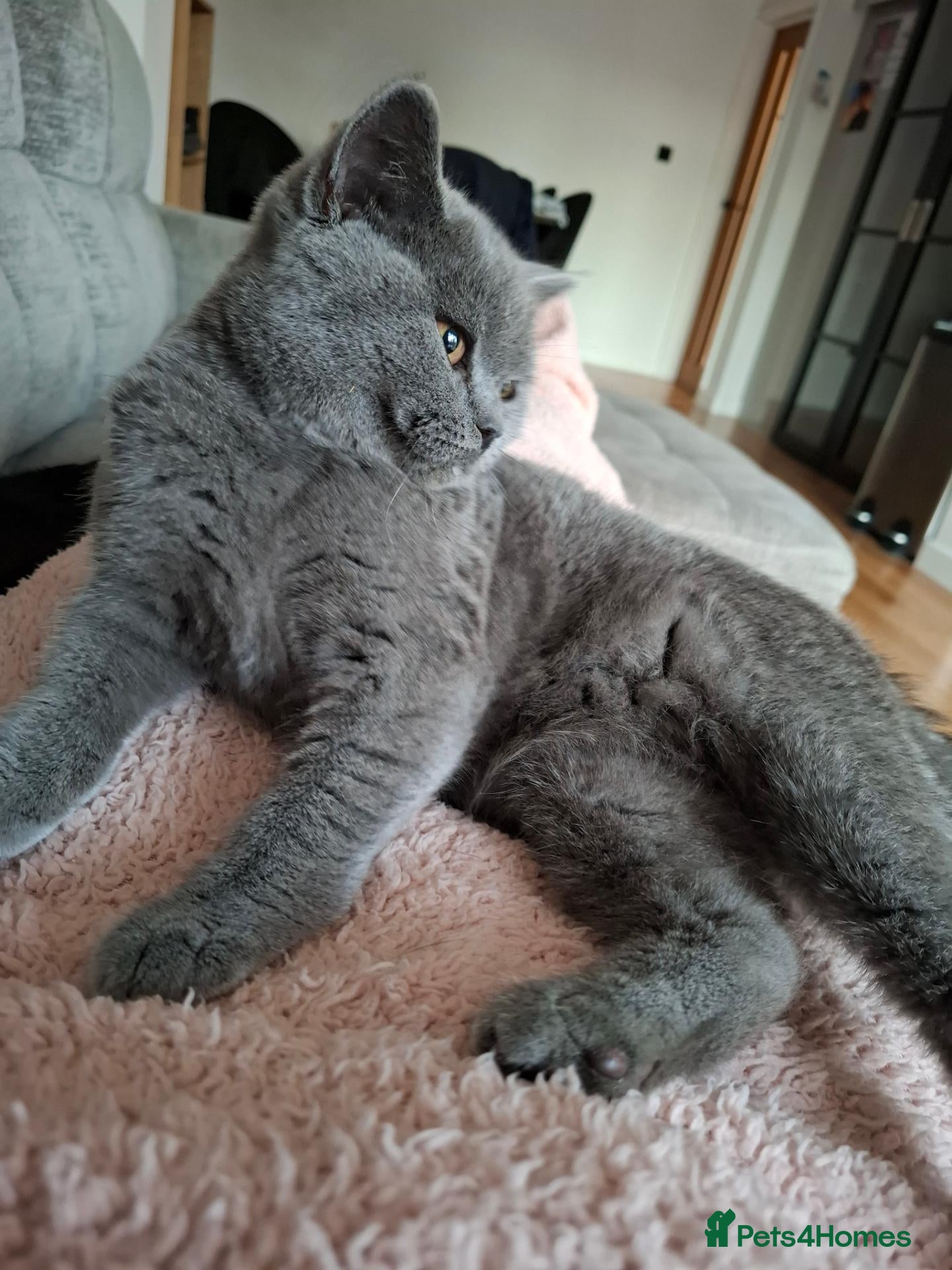 British Shorthair cats  Lovely Girl - Advert 2