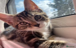 British Shorthair cats for sale: Beautiful kittens 3 girls 1 boy - Image 1