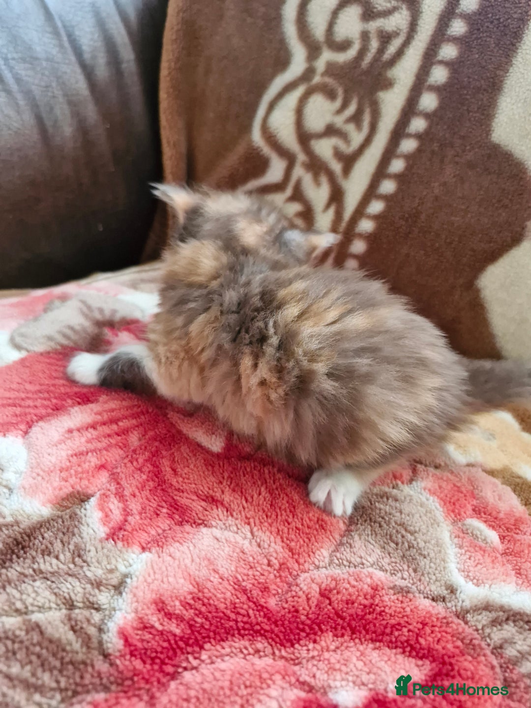 Mixed Breed cats for sale: Little kittens  - Advert 3
