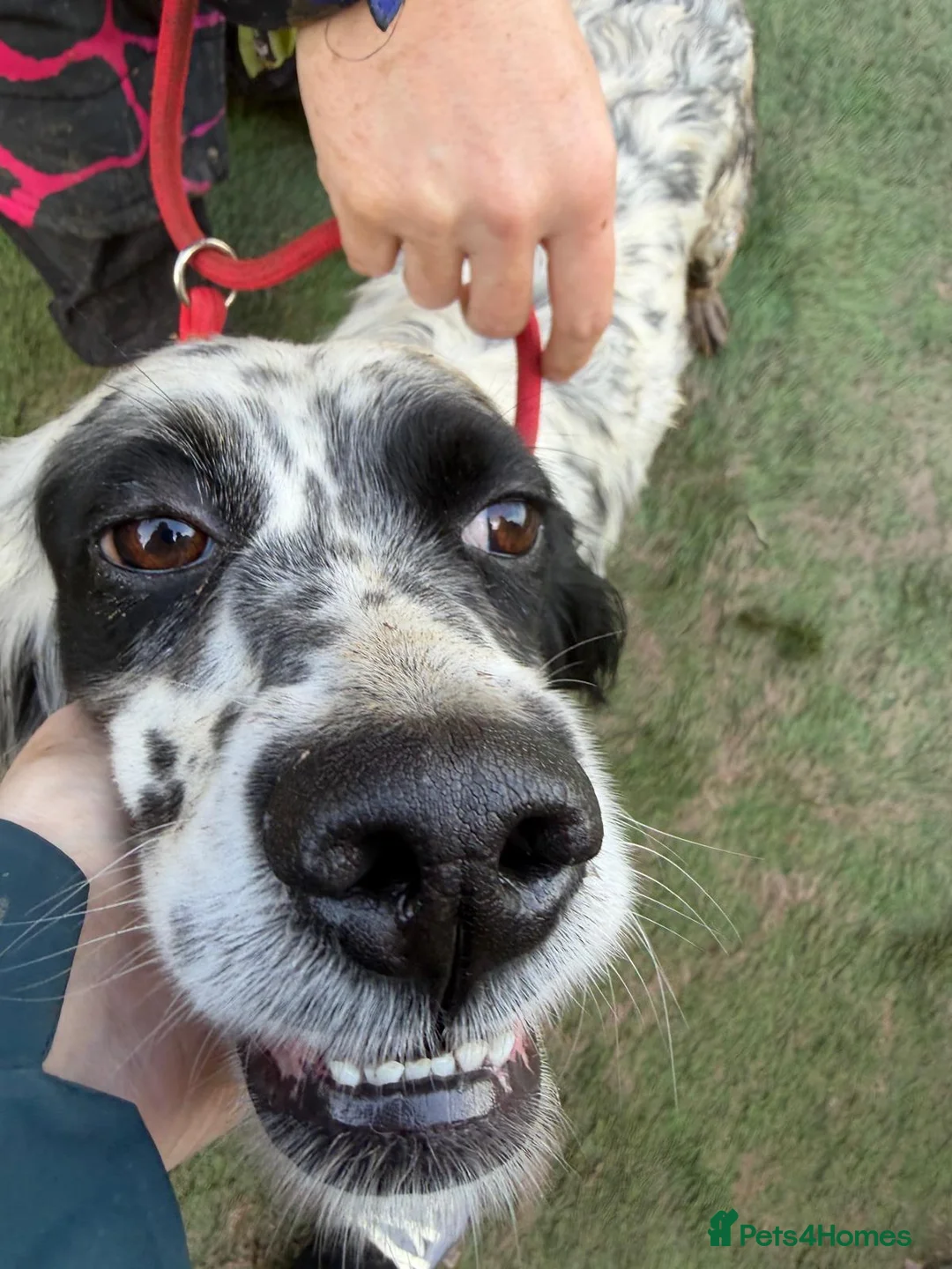 English Setter dogs for adoption: Kora  - Advert 9