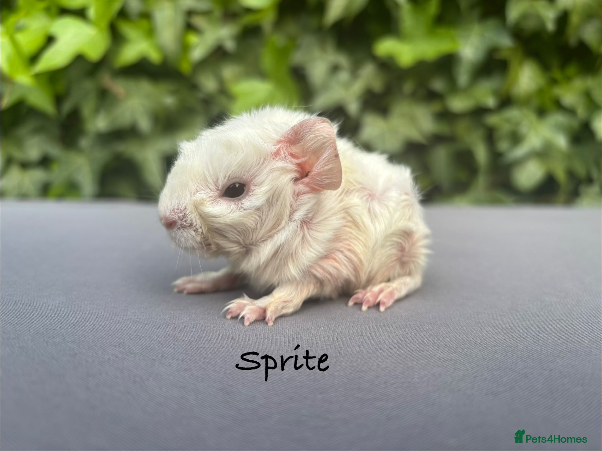 Guinea Pig rodents Gorgeous baby guinea pigs  - Advert 14