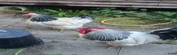 Chickens poultry for sale: 6 Light Sussex hatching eggs in Wrexham - Advert 2