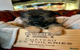 Pomeranian dogs for sale: EXCEPTIONAL LITTER of full pedigree poms  - Image 5