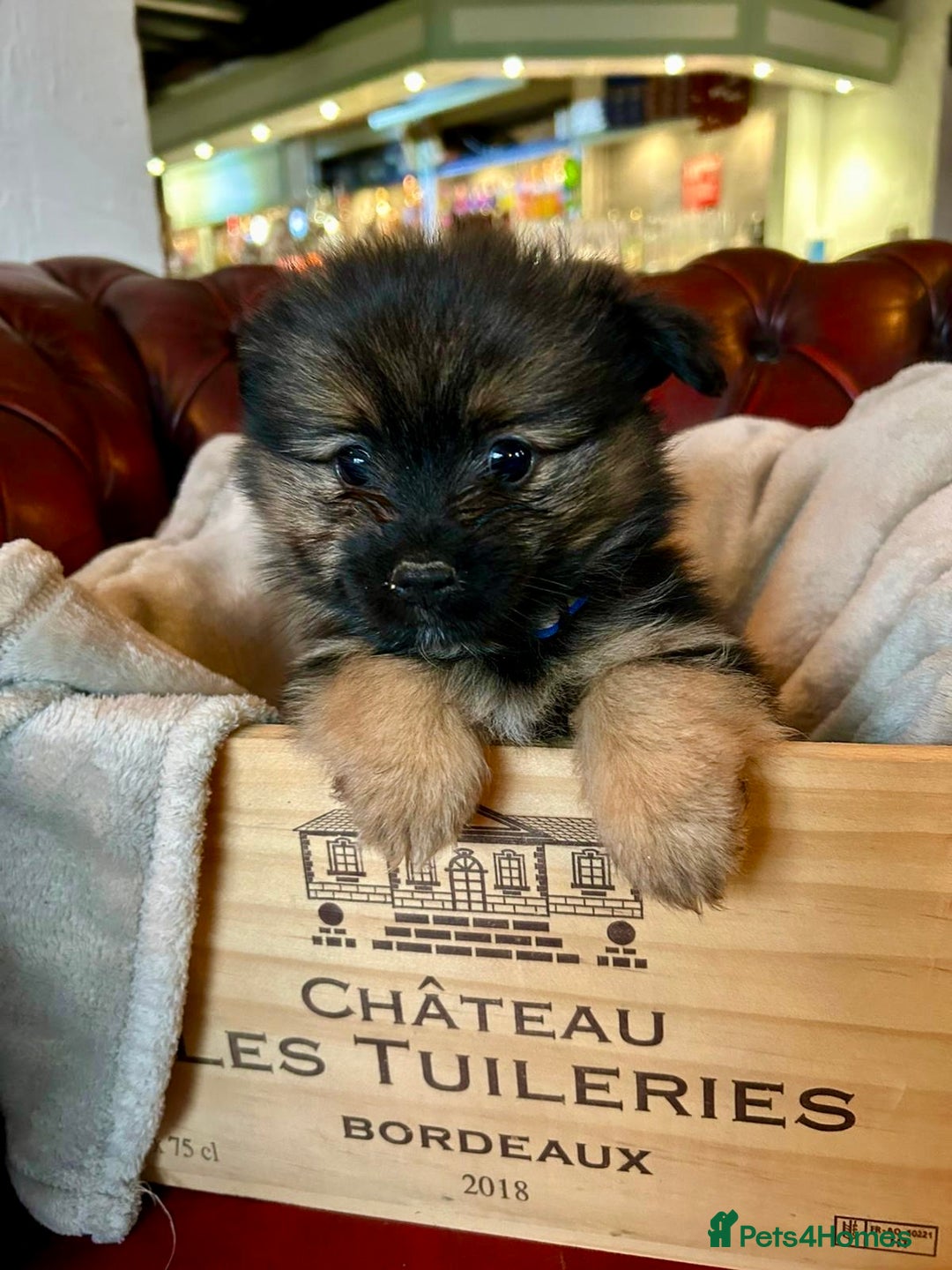 Pomeranian dogs for sale: EXCEPTIONAL LITTER of full pedigree poms  - Image 5