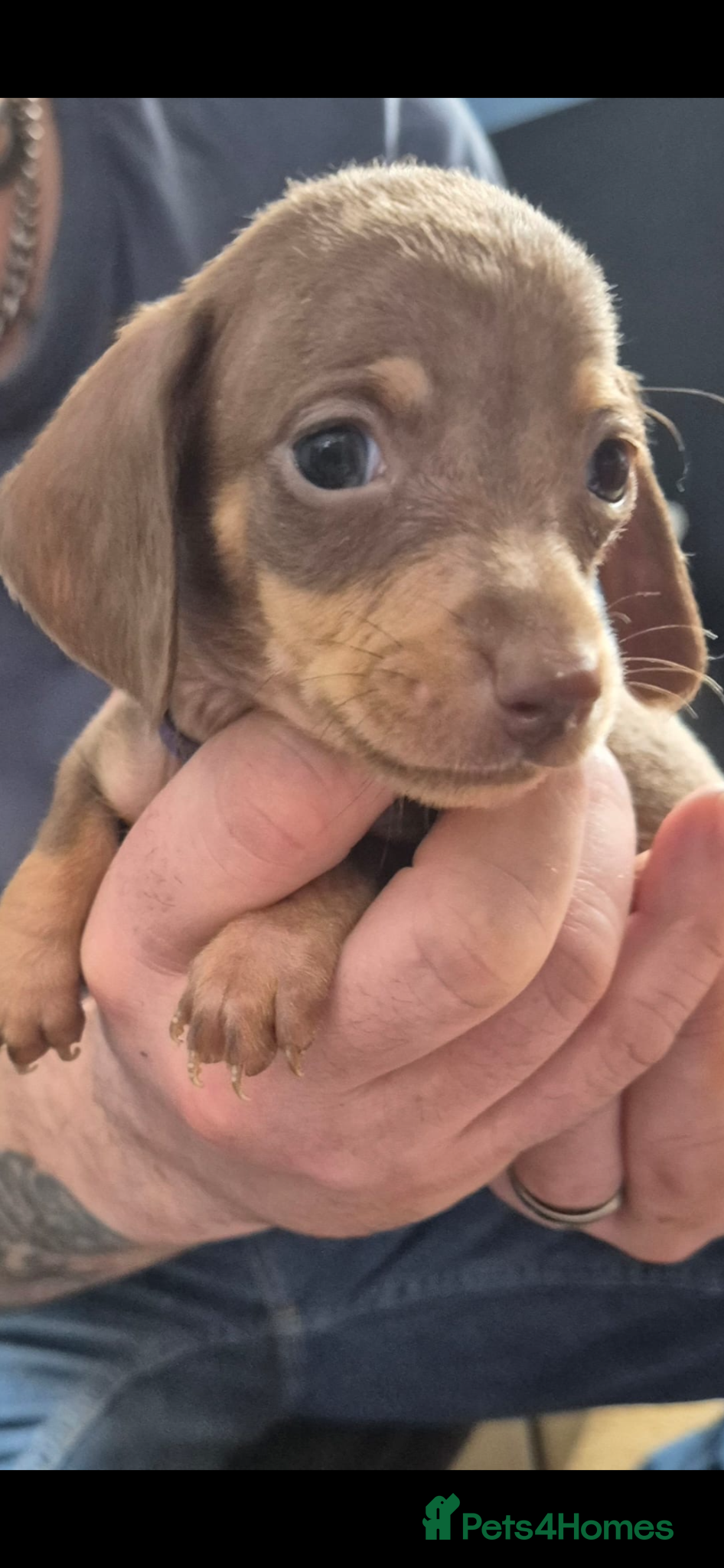 Miniature Dachshund dogs Miniature dachshund puppy 4 months old  - Advert 5