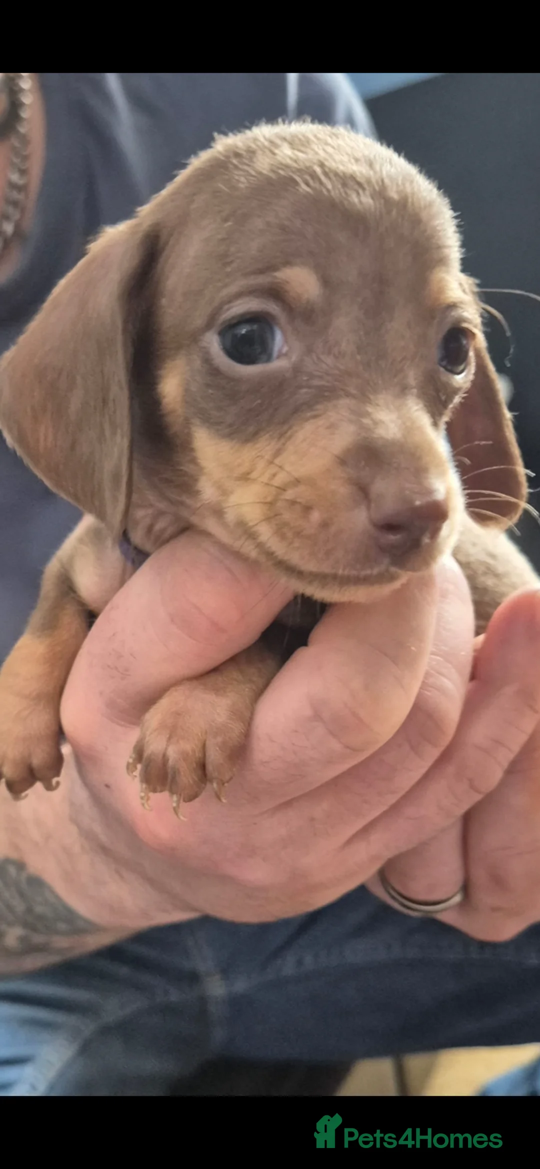 Miniature Dachshund dogs for sale: Miniature dachshund puppy 4 months old  - Advert 1