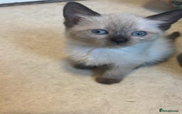 Siamese cats for sale: One Stunning Blue Admitted Siamese Female Left !! - Image 3