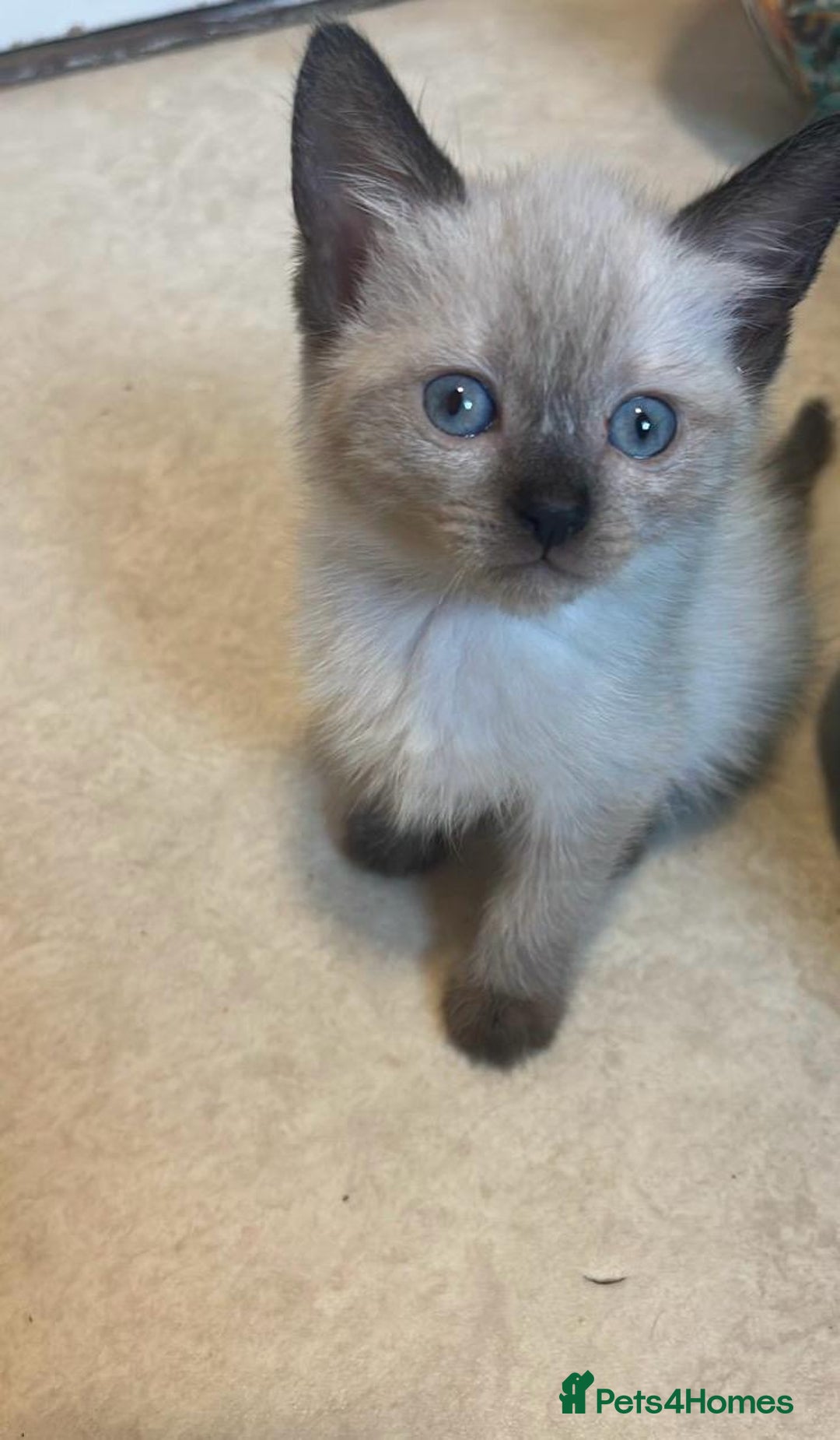Siamese cats for sale: One Stunning Blue Admitted Siamese Female Left !! - Image 3