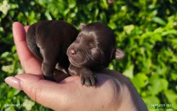 Yorkshire Terrier dogs for sale: Chocolatemerle Yorkie Boy left  - Image 5