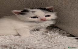Turkish Angora cats for sale: Beautiful Turkish Angora cross kittens - Image 5