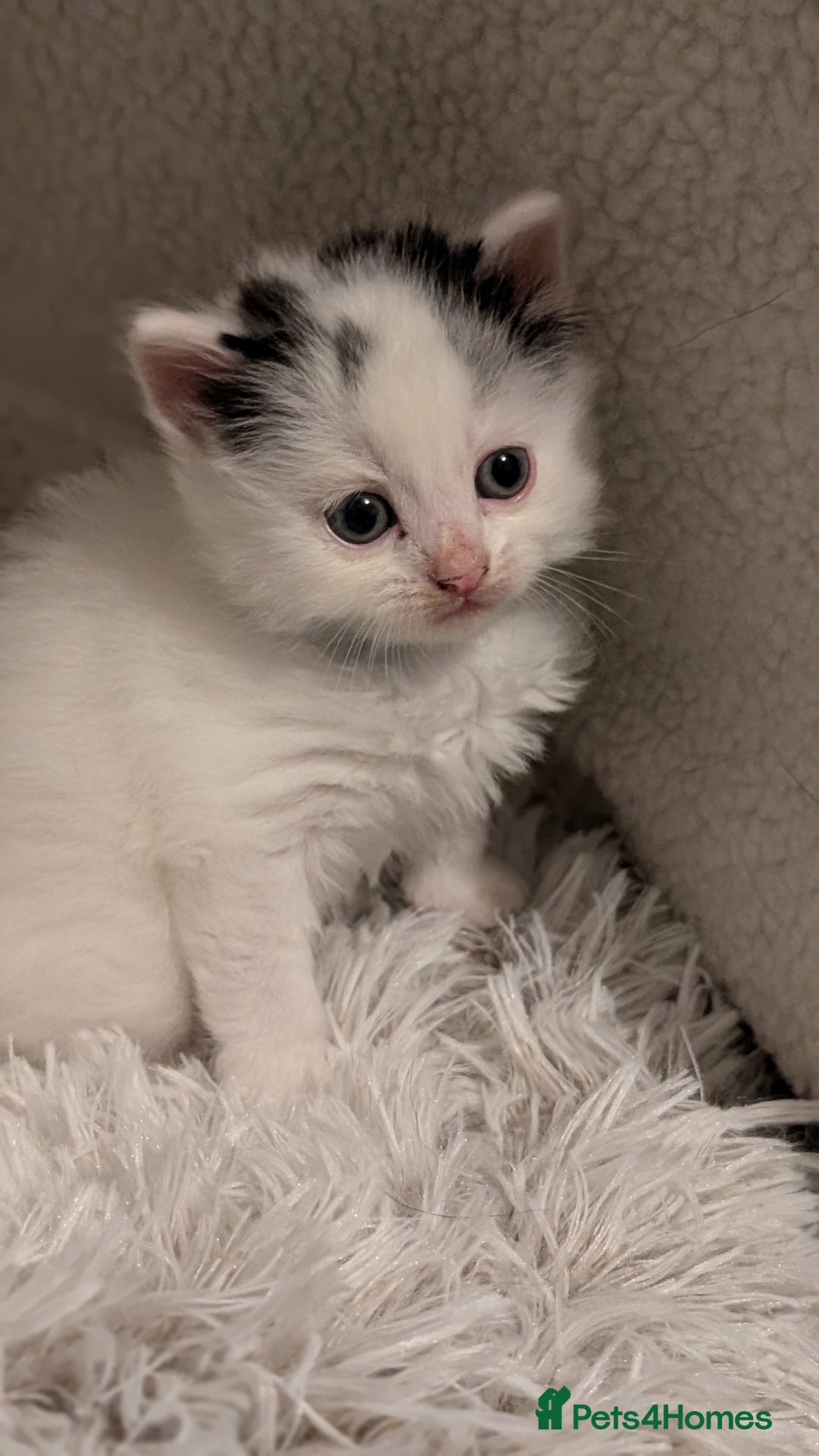 Turkish Angora cats for sale: Beautiful Turkish Angora cross kittens - Image 5