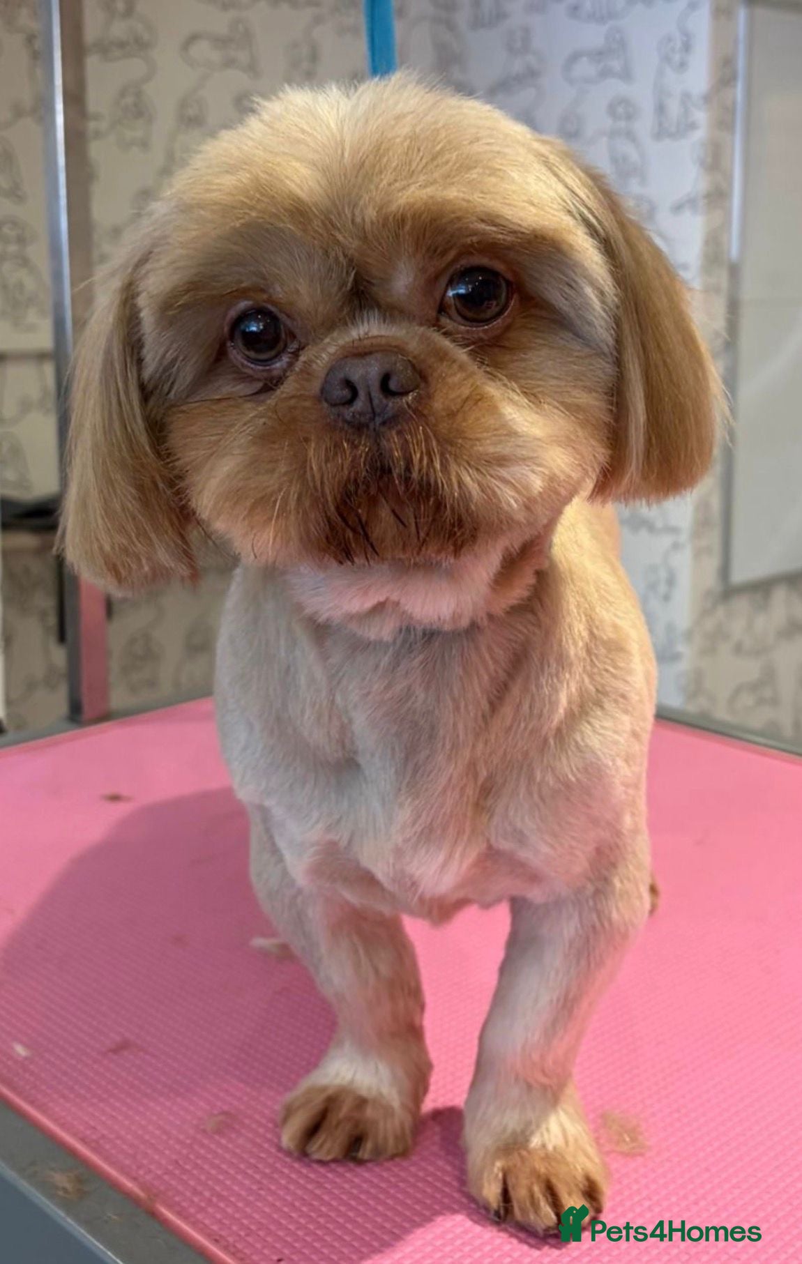 Shih Tzu dogs Mr Shelby - KC Shih Tzu Stud - Advert 2