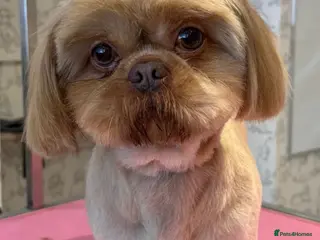 Shih Tzu dogs Mr Shelby - KC Shih Tzu Stud - Advert 2