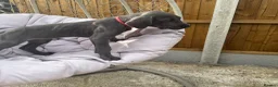 Great Dane dogs for sale: Gorgeous blue KC Great Danes.Ready now! - Advert 15