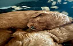 Cavapoo dogs for sale: Cavapoo Pups  - Image 5