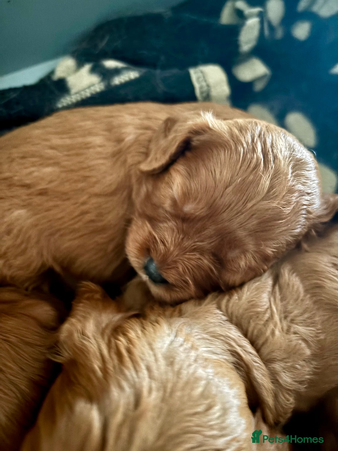 Cavapoo dogs for sale: Cavapoo Pups  - Image 5