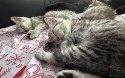 British Shorthair cats for sale: British Short Hair White Kittens  - Image 4