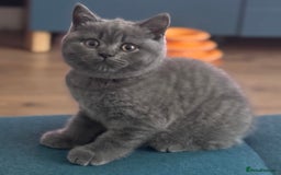 British Shorthair cats for sale: Beautiful Active Male Kitten for Sale – Blue - Image 1