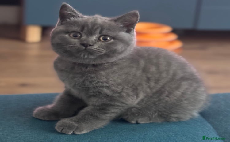 British Shorthair cats - Advert 3