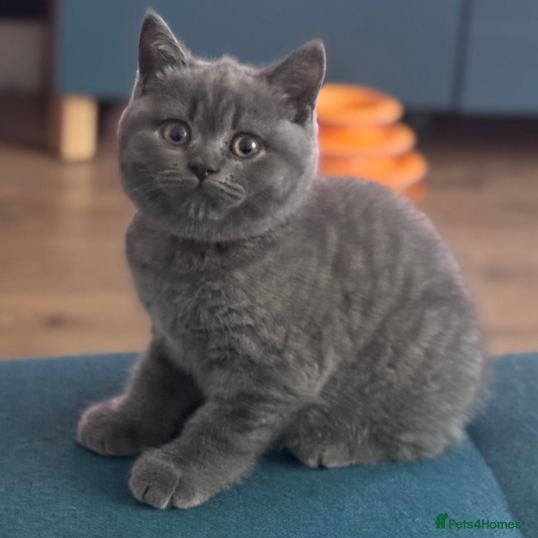 British Shorthair cats for sale: Beautiful Active Male Kitten for Sale – Blue - Image 1