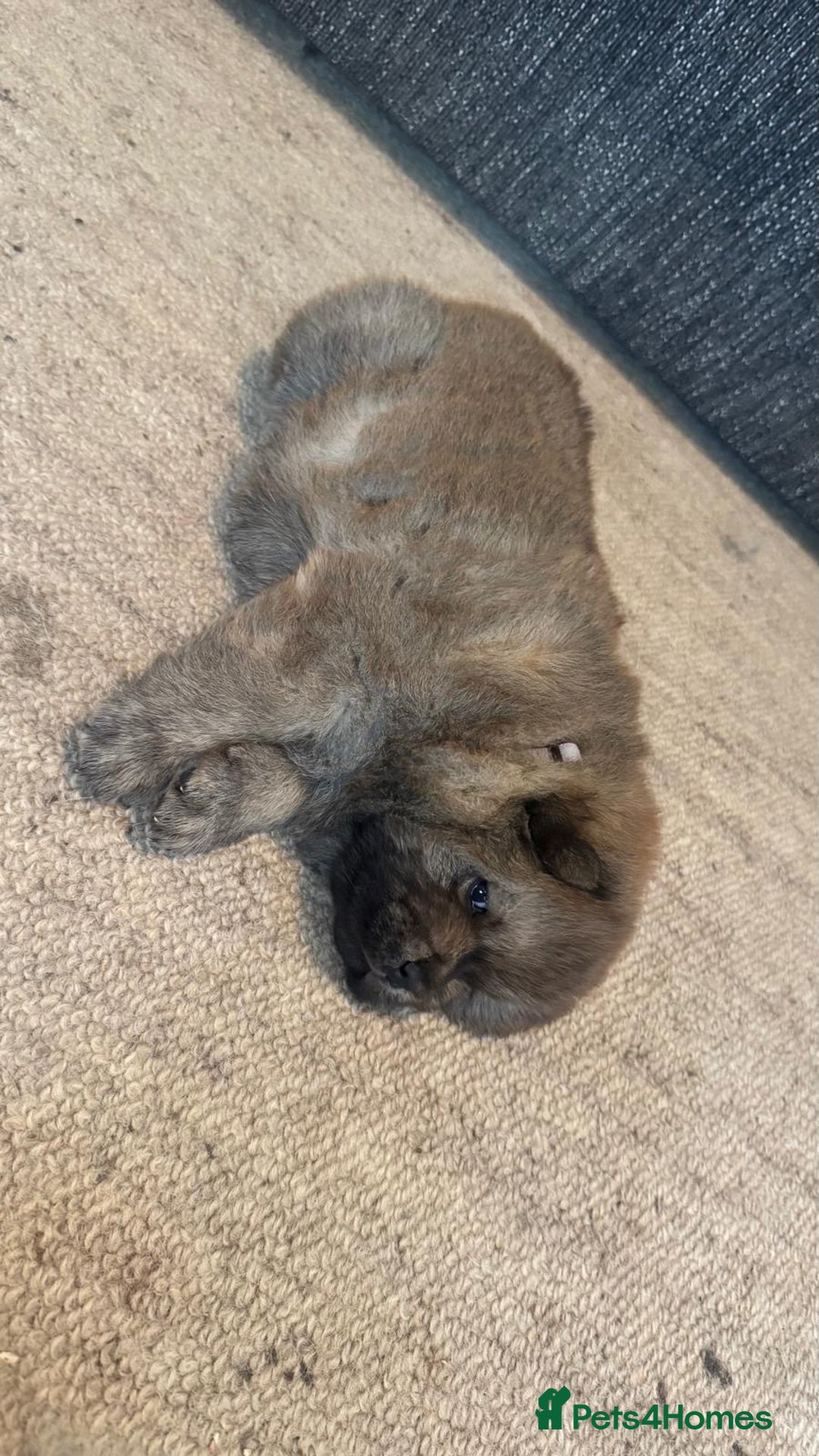 Chow Chow dogs for sale: Puppies looking for new home - Image 10