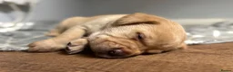 Labrador Retriever dogs for sale: Labrador puppies for sale - Advert 17