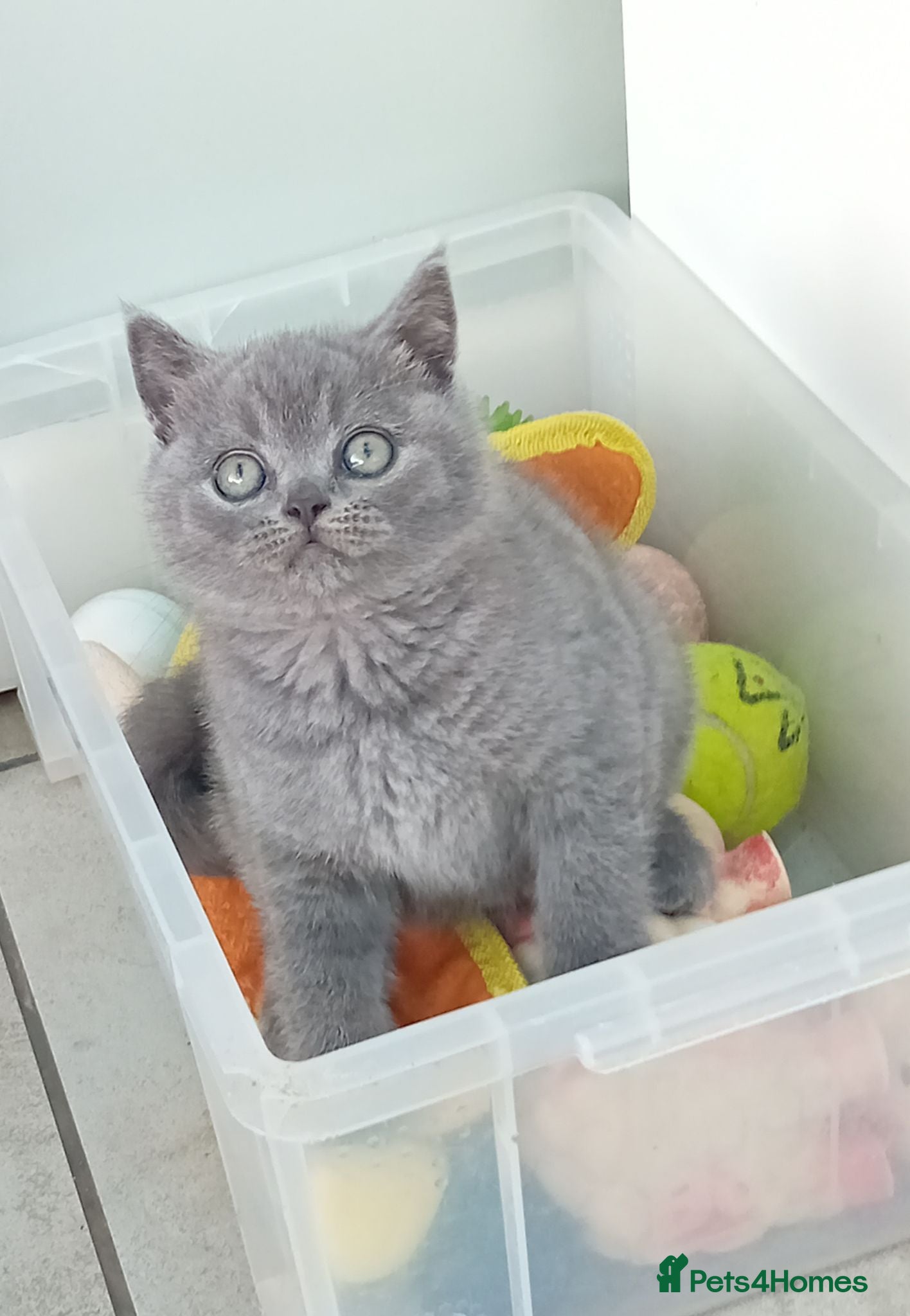 British Shorthair cats Gorgeous British short-hair kittens  - Advert 16