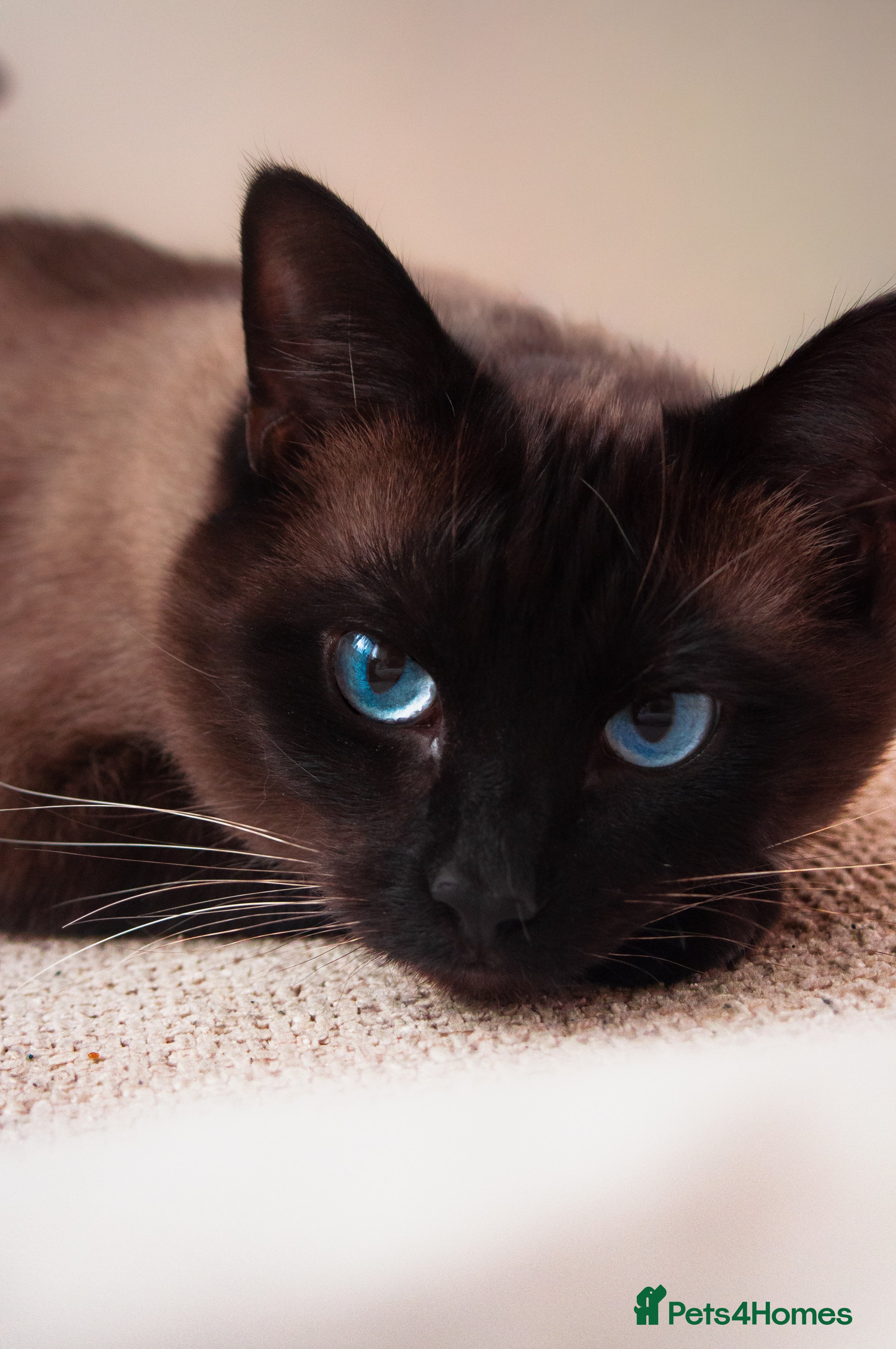 Mixed Breed cats Miso the Ragdoll × Siamese needs a home - Advert 4