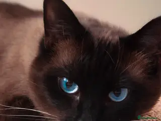 Mixed Breed cats Miso the Ragdoll × Siamese needs a home - Advert 5