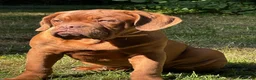 Dogue De Bordeaux dogs for sale: Amazing show quality puppies available ! - Advert 10