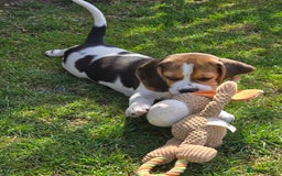 Beagle dogs for sale: KC reg Gorgeous Beagle Pups Champion Bloodline in New Malden - Image 24
