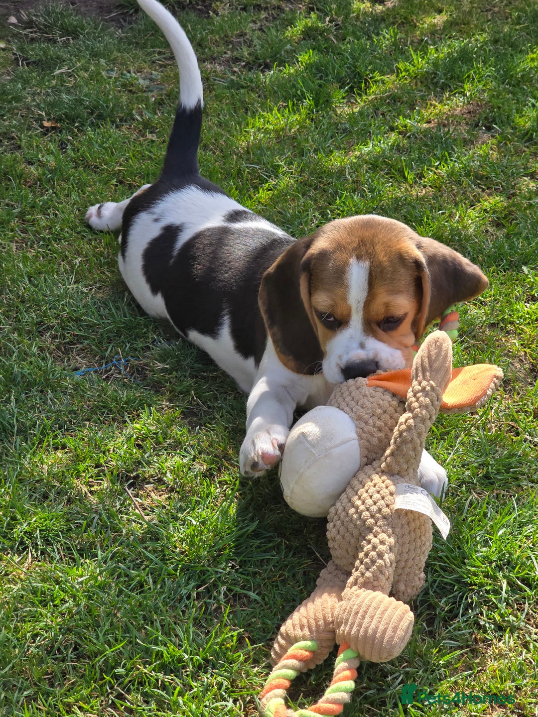 Beagle dogs for sale: KC reg Gorgeous Beagle Pups Champion Bloodline in New Malden - Image 24