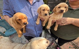 Labrador Retriever dogs for sale: Kc reg  yellow lab puppies 🐶  - Image 15
