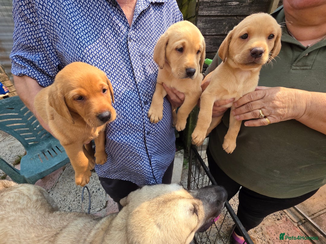 Labrador Retriever dogs for sale: Kc reg  yellow lab puppies 🐶  - Image 15