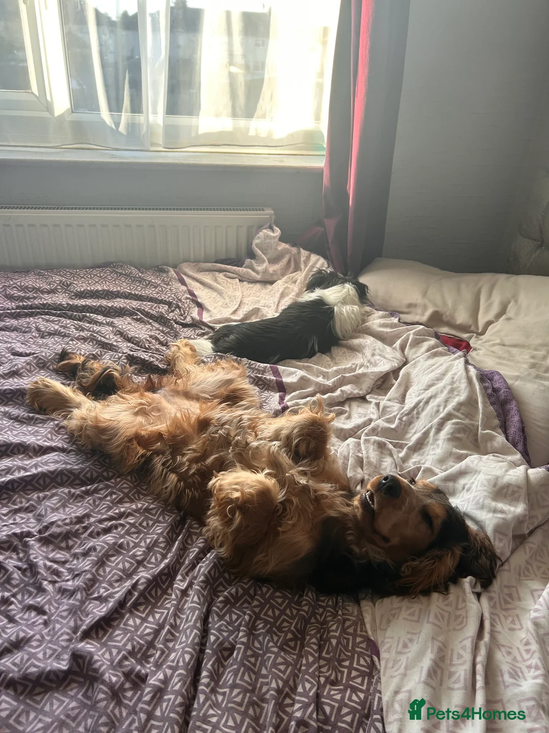 Cocker Spaniel dogs for sale: 9 month old Cocker Spaniel looking for new home.  - Advert 3