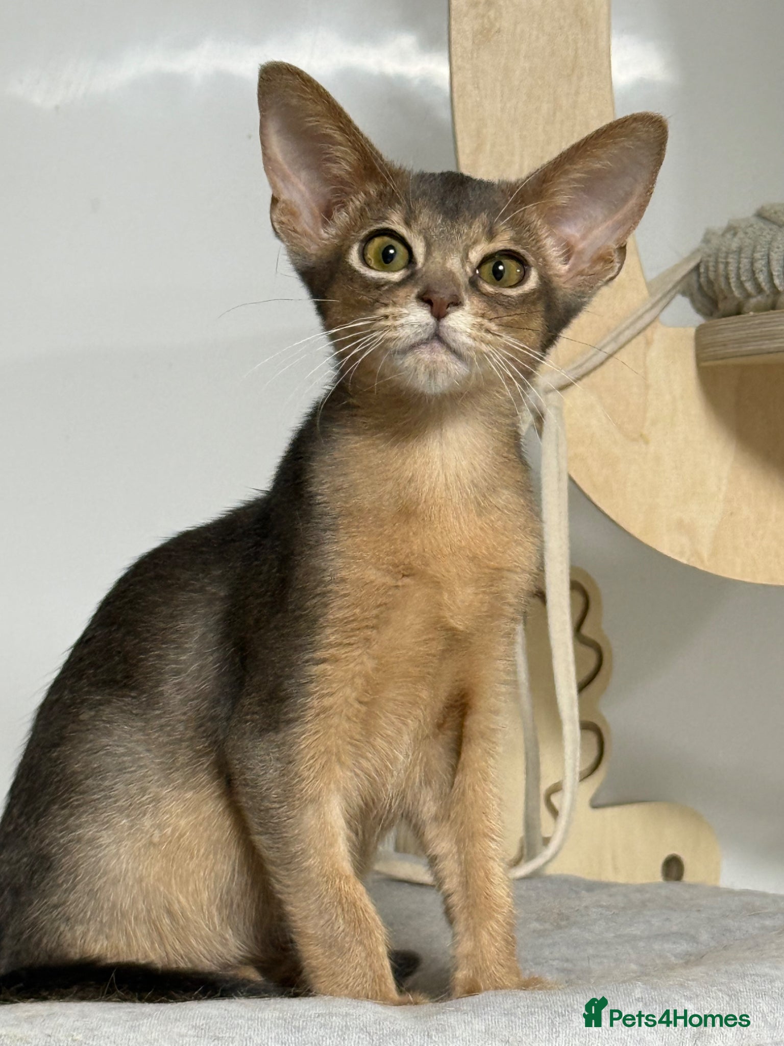 Abyssinian cats     Gorgeous kittens from champion parents 😽 - Advert 1