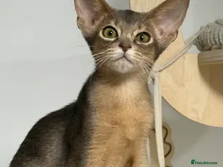 Abyssinian cats Gorgeous kittens from champion parents 😽 - Advert 6