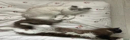 Ragdoll cats for sale: Stunning Mink Ragdoll Kittens  in Cirencester - Advert 4