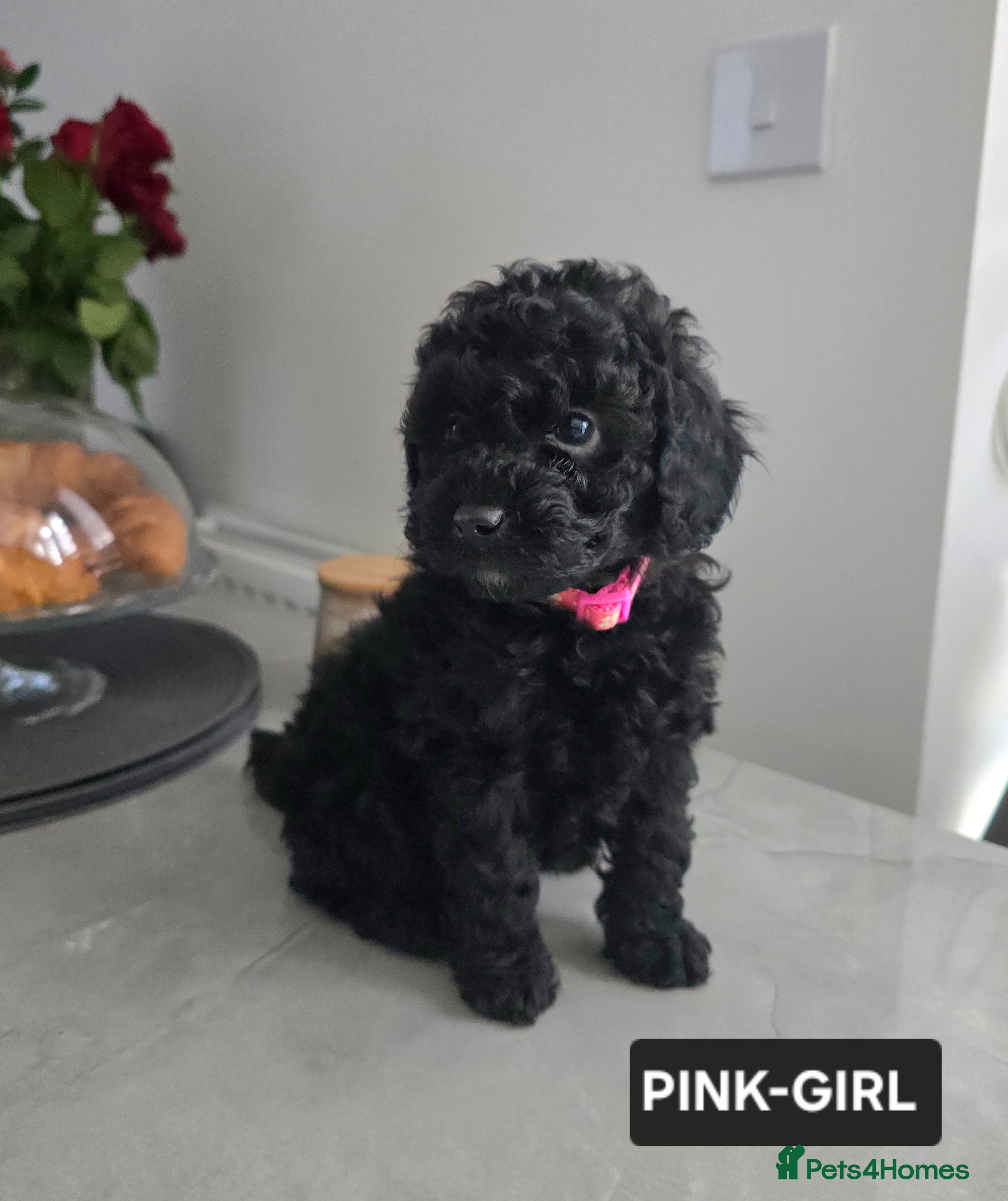 Toy Poodle dogs Exceptional KC Black Toy Poodle Puppies 🐩 - Advert 9