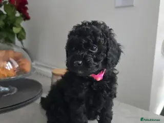 Toy Poodle dogs Exceptional KC Black Toy Poodle Puppies 🐩 - Advert 9