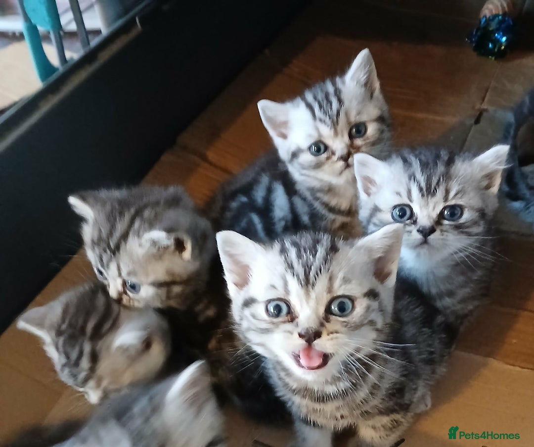 British Shorthair cats for sale: BshTabby kittens.GCCF.Available on 15.February . - Advert 2