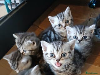 British Shorthair cats Bsh.Tabby kittens.GCCF.Available on 15.February . - Advert 10