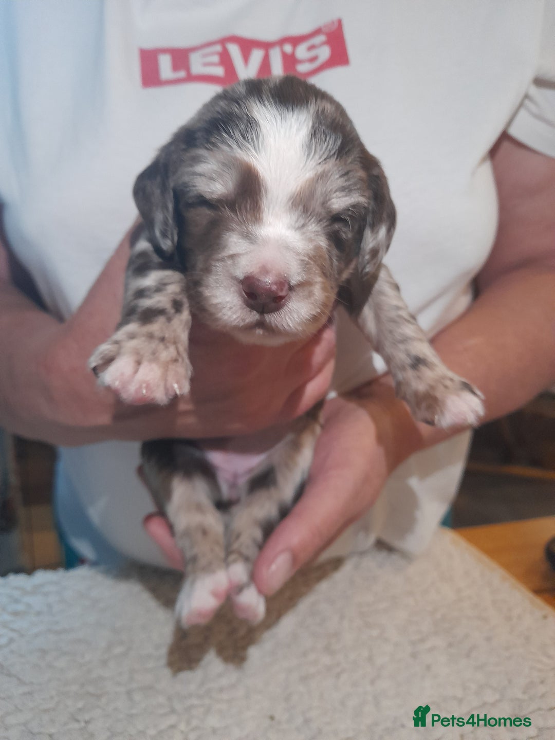 Sprocker dogs for sale: Gorgeous Merle Sprockers.  - Image 18